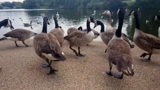 Feeding Canada geese