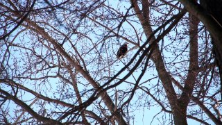 Bald Eagle Perched in Tree Algonac, Michigan