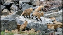 CUTE WILD RED FOX PUPS (KITS) HD.mov