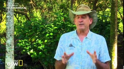 Aloha Vet S01 - Ep05 Hog Wild HD Watch