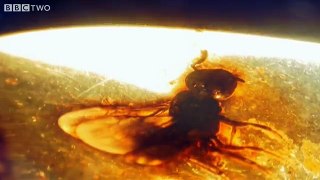 Ancient Bee Trapped in Amber How to Grow a Planet Episode 2 BBC Two