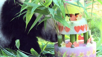 Bebé panda Yuan Meng celebra su primer  año en zoo francés