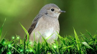 Independent video art Redstart Rehek zahradní (Phoenicurus phoenicurus) The Little Birds