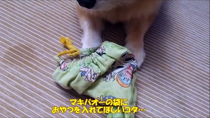 すぐキレるポメラニアン76　コタのおやつくれ作戦…撃破!