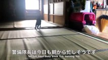ついに柴犬に戦いを挑んだ黒猫 Kung Fu Cat vs Shiba Inu