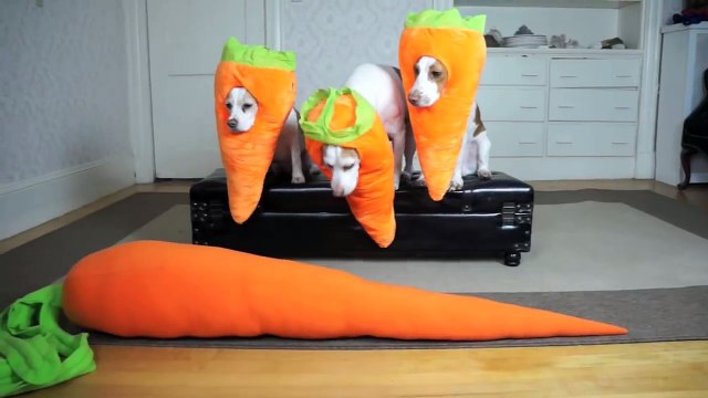 Funny Dogs vs Giant Carrot Prank! Funny Dogs Maymo, Potpie & Penny