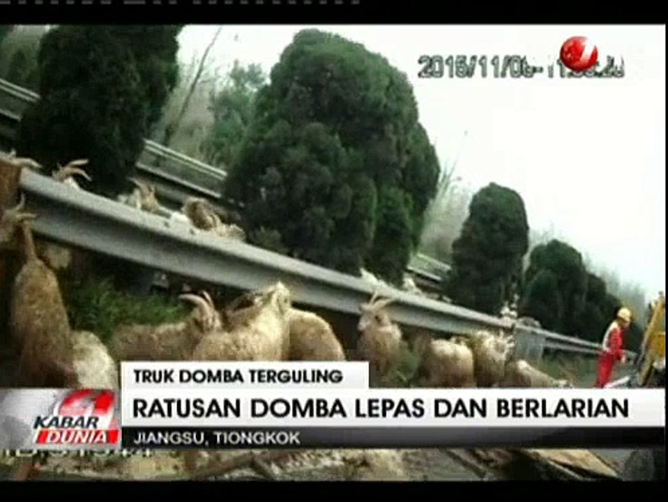Truk Terguling, Ratusan Domba Berlarian