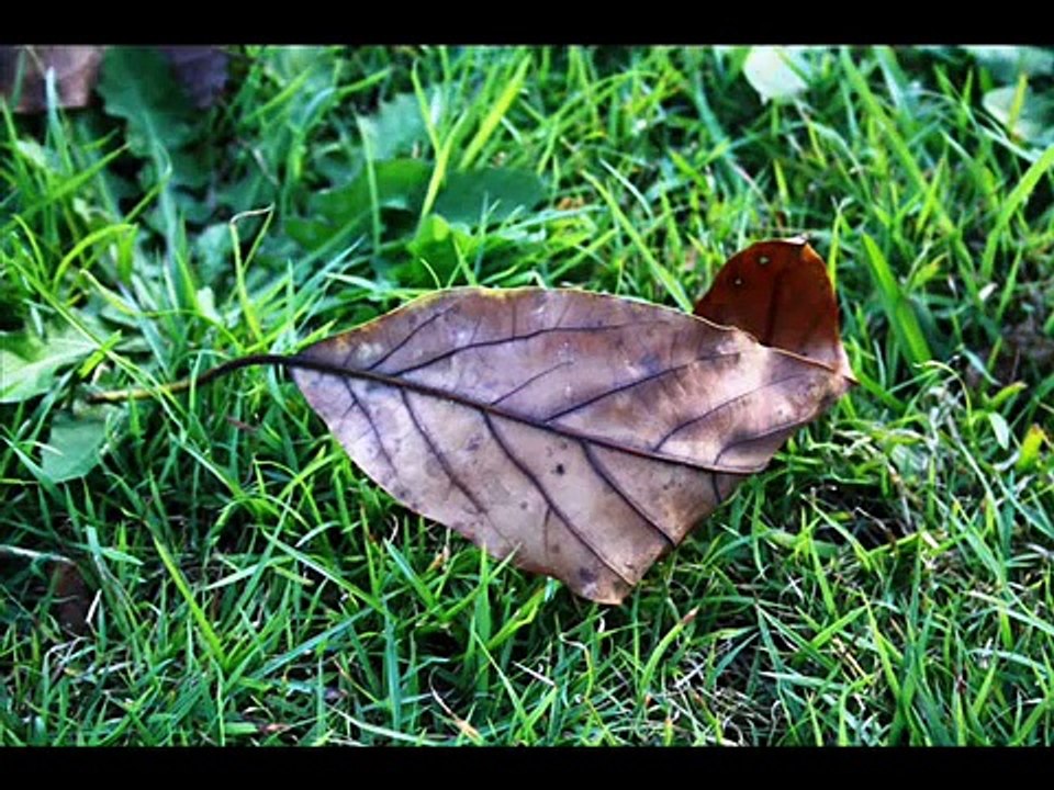 Thankyou Thankyou Affirmation song by Bo Westcott