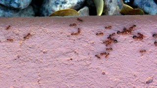 Fire Ants Nature Meditation