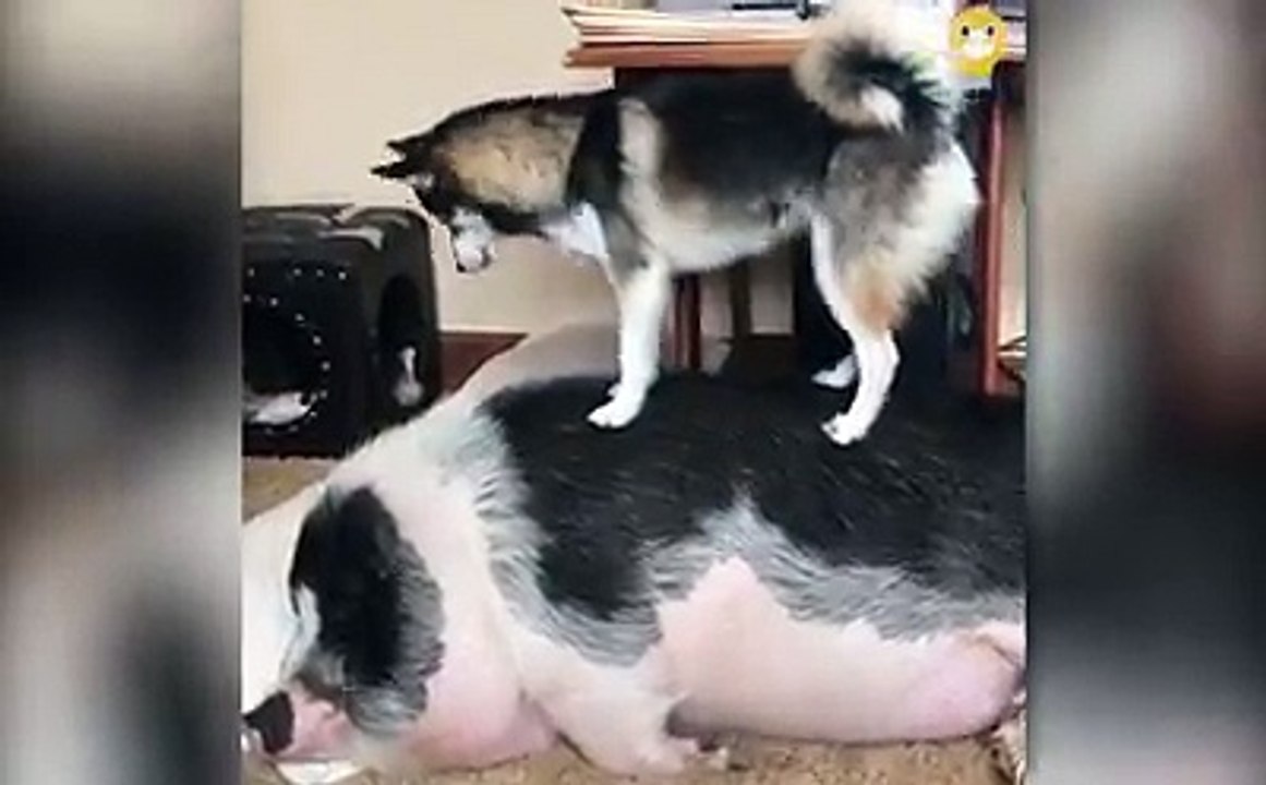 按讚追蹤Just fun 輕鬆讚一下，豐富你每一天!還睡啊!?豬阿你!?啊我就豬阿....#洞六洞洞部隊起床!!#Justfun輕鬆讚一下