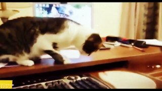 BEST 2 HOUR LONG FUNNY CAT COMPILATION BIGGEST VIDEO of Funny Kitty Cat Fails & Kitten Mom