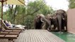 Tourists freeze by pool as wild elephants drop in for a drink
