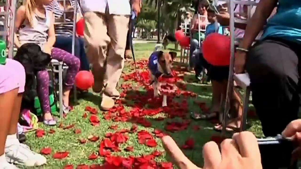 Dogs get married in Peru