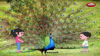 Peacock Rhyme | Bird Rhymes for Children | Nursery Rhymes for Kids | Most Popular Rhymes H