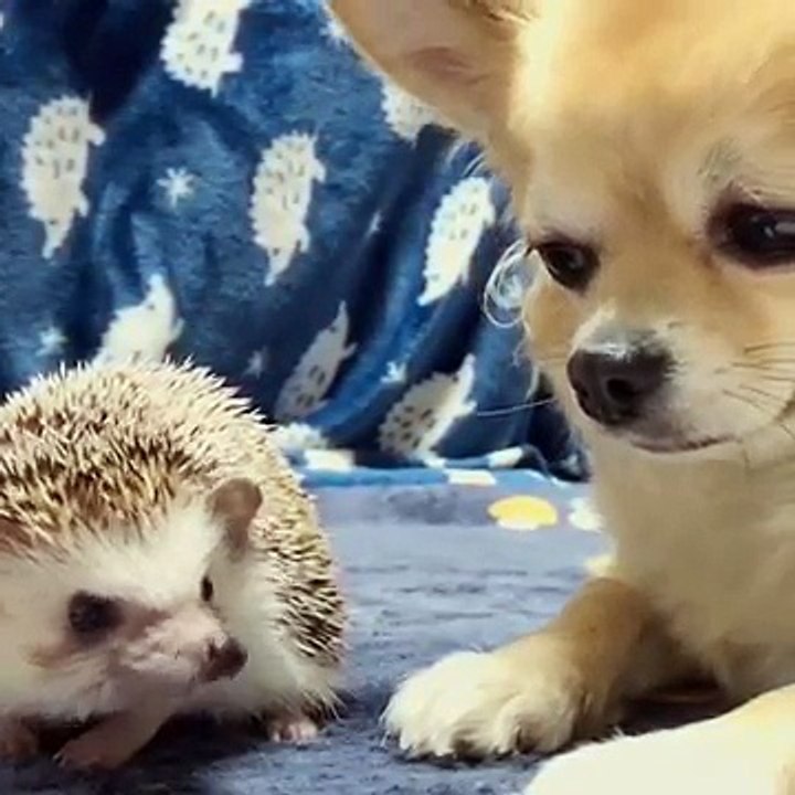 Dog meets hedgehog Start a friendship
