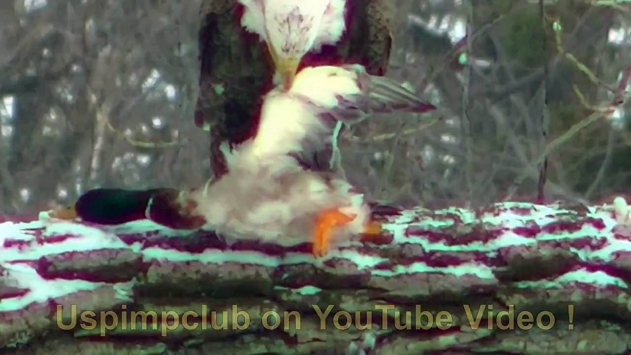 KILL VIDEO (BALD EAGLE CAUGHT ON TAPE) PREVIEW