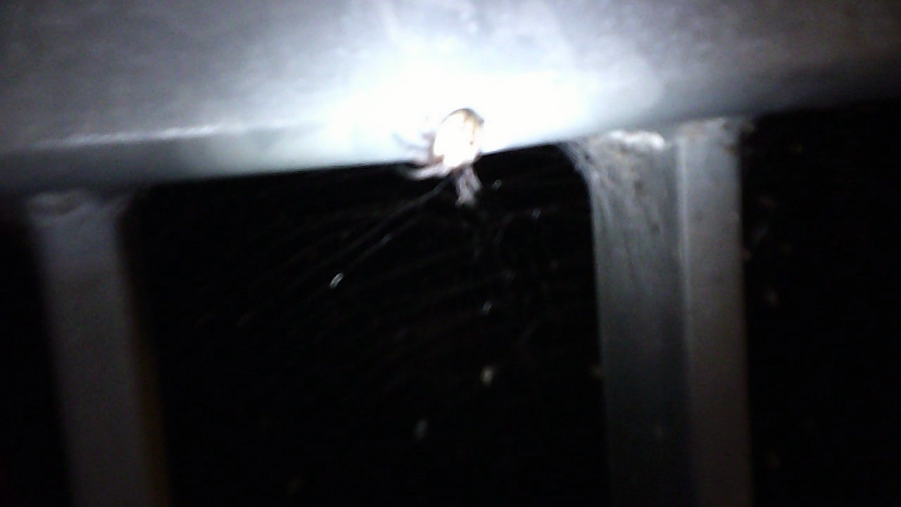 SUNP0086.ARACHNOPHOBIA.