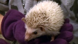 OWNING A PET HEDGEHOG FIRST DAY