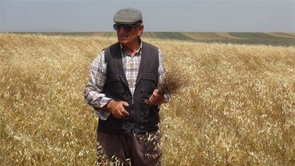 Kars'ta Üretilen Jet Yakıtı Hammaddesi Ketenciğin Hasadı Yapıldı