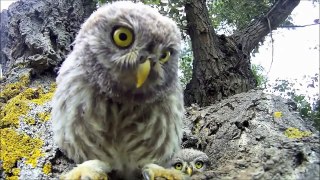 Best Vines Compilation Adorable and Cutest Baby Owls