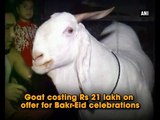 Lahore Bakra in India cost 21 lac for Qurbani Eid ul Azha