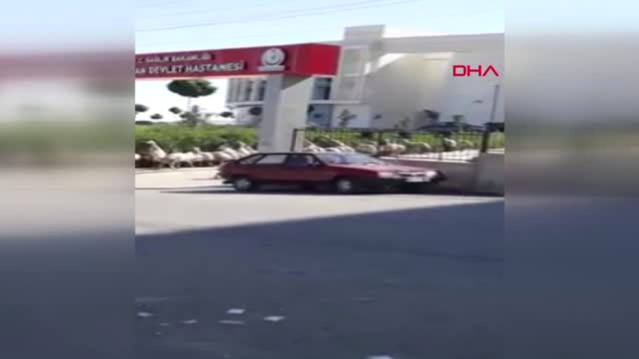 Kahramanmaraş Koyun Sürüsü Hastane Bahçesine Girdi