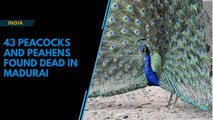 43 peacocks and peahens found dead in Madurai