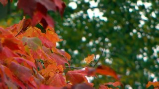 WCCO Viewers Choice For Best Fall Colors In Minnesota