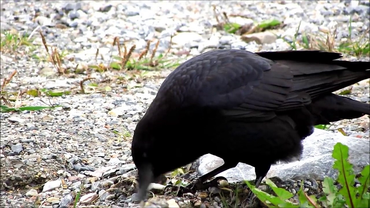 Crow