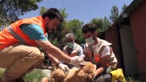 Sokak köpeği 'Moniş' şefkat eliyle hayata tutundu - ŞANLIURFA
