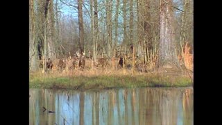 Large Herd of White Tail Deer with Big Monster Bucks