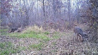 Solo Hunted Iowa Giant Whitetail Deer caught on Video Trail Camera.mov