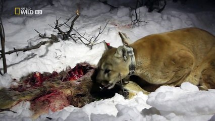 [Doku] Das Leben des Puma [HD]