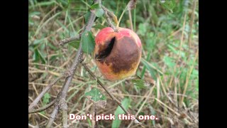 How to Pick Apples The Kids Picture Show (Fun & Educational Learning Video)