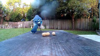 Blue Jay Feeding Frenzy Breaks Camera