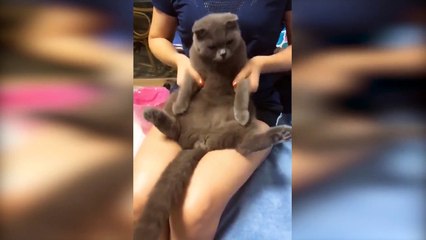 Funniest Pets & Animals of the Week Compilation August 2018 | Handa Funny Pet Videos