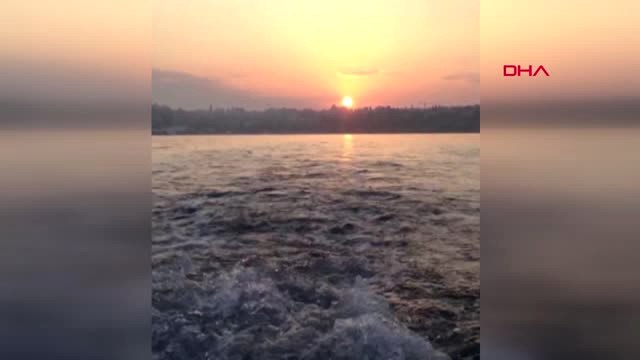 Antalya Balon Balığı, Tenekeyi Parçalarken Görüntülendi Hd