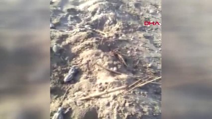 Mersin Yavru Carettaların Yolculuğunu At Yarışı Gibi Anlattı