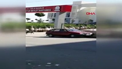 Sürüden kaçan koyunlar hastane bahçesine daldı