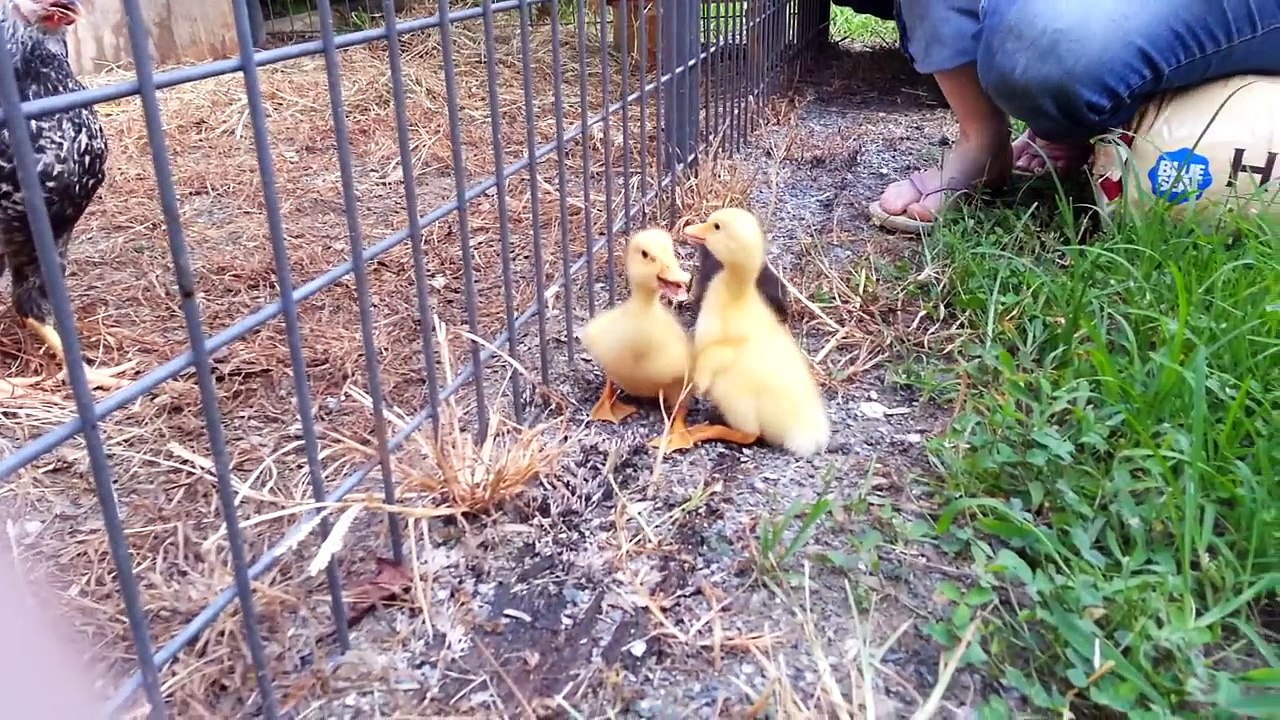 Baby ducks. Pekin ducklings and a Muscovy Duck Dynasty.