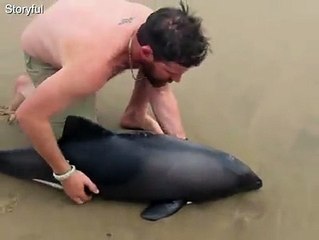 Incredible rescue of young dolphin caught on camera