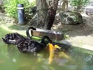 Black swans feed koi fish in Taiwan