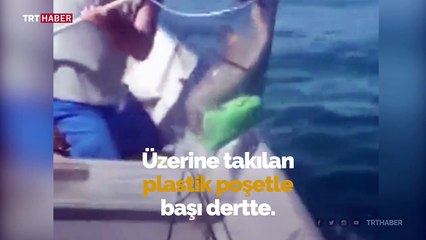 Üzerine takılan poşetten kurtarılan yavru yunus balıkçılara teşekkür etti