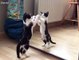 Kitten sees the reflection in a mirror and tries to attack it