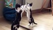 Kitten sees the reflection in a mirror and tries to attack it
