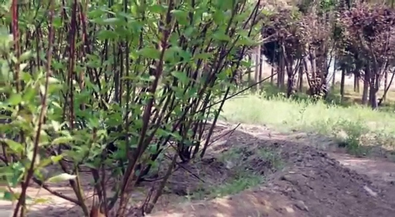 When a cat meets a dog in the park