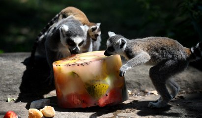 Hayvanların Buzlu Meyve Keyfi