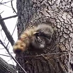 fat squirrel stucked in a tree hole