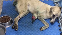Ayağı ve kuyruğu kesilen köpek tedavi altına alındı - GAZİANTEP