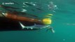 Sharks bump snorkeler off coast of Cornwall, UK